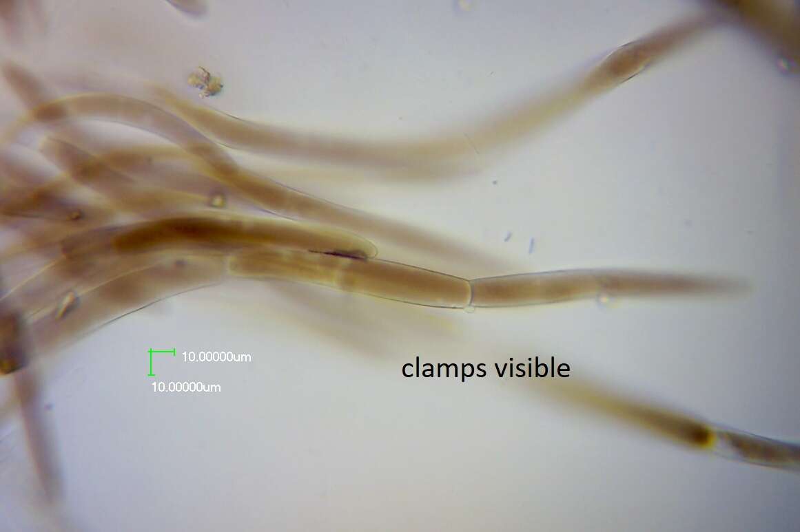 Image of Pluteus similis E. Horak 2008