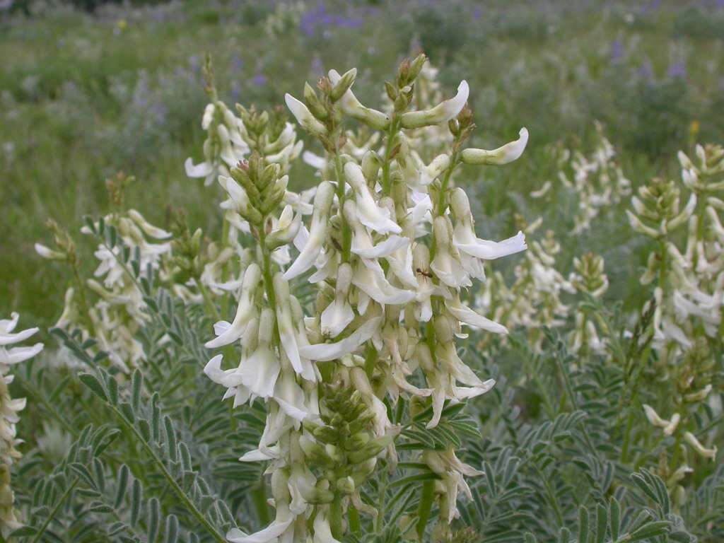 Imagem de Astragalus drummondii Dougl.