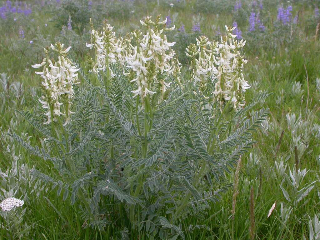 Imagem de Astragalus drummondii Dougl.