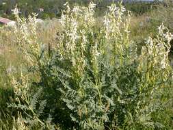 Imagem de Astragalus drummondii Dougl.