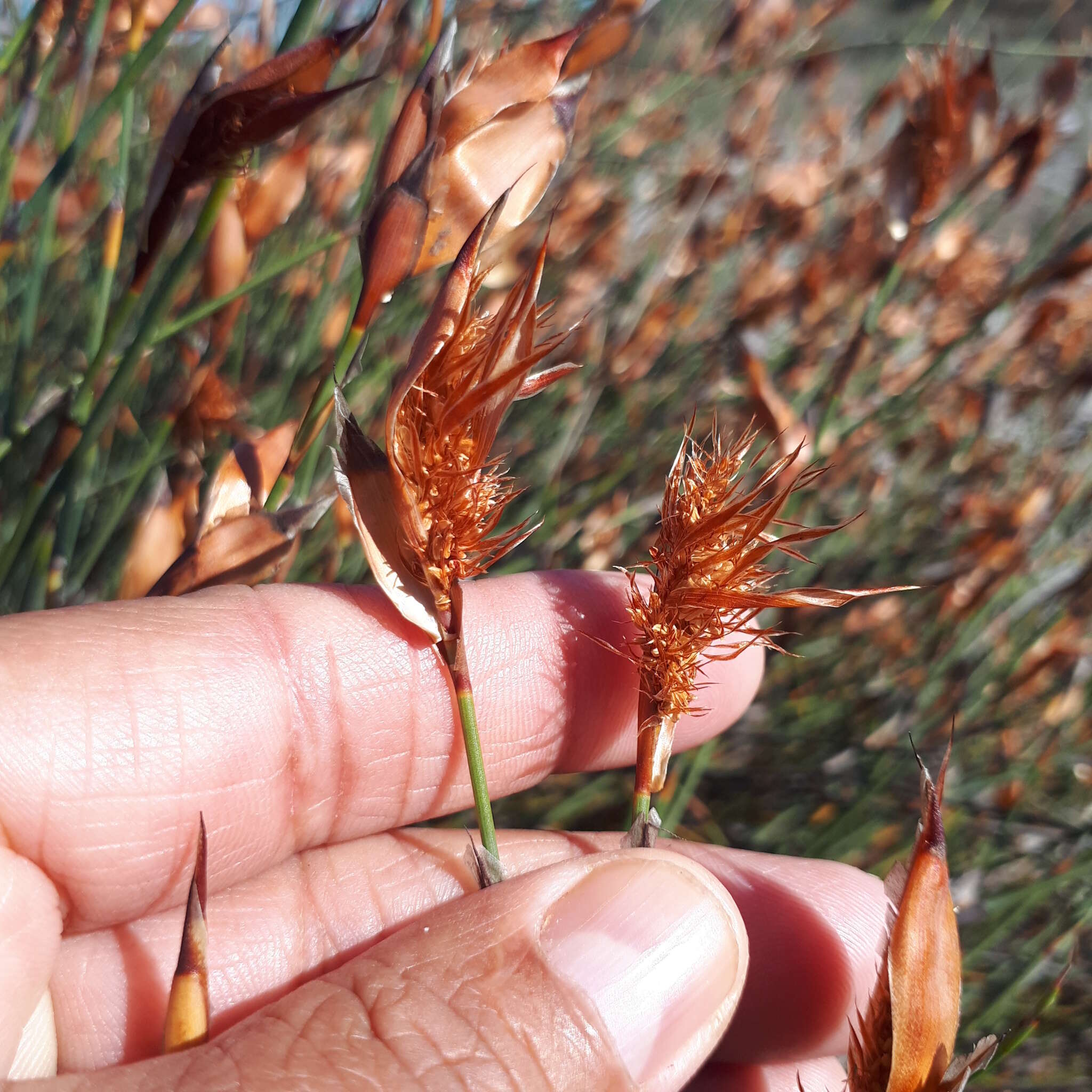 Imagem de Willdenowia incurvata (Thunb.) H. P. Linder