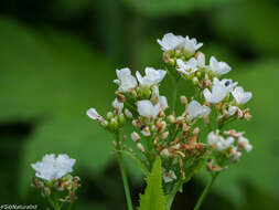 Image of Siberian horseradish