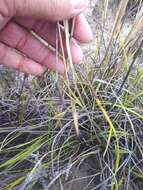 Imagem de Geochloa rufa (Nees) N. P. Barker & H. P. Linder