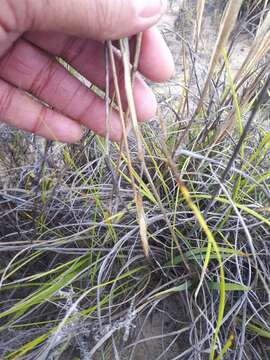 Image of Geochloa rufa (Nees) N. P. Barker & H. P. Linder