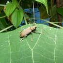 Image of Longhorned beetle