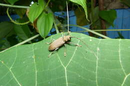 Image of Longhorned beetle