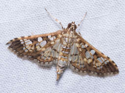 Image of Assembly Moth