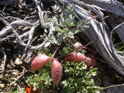 Sivun Astragalus platytropis A. Gray kuva