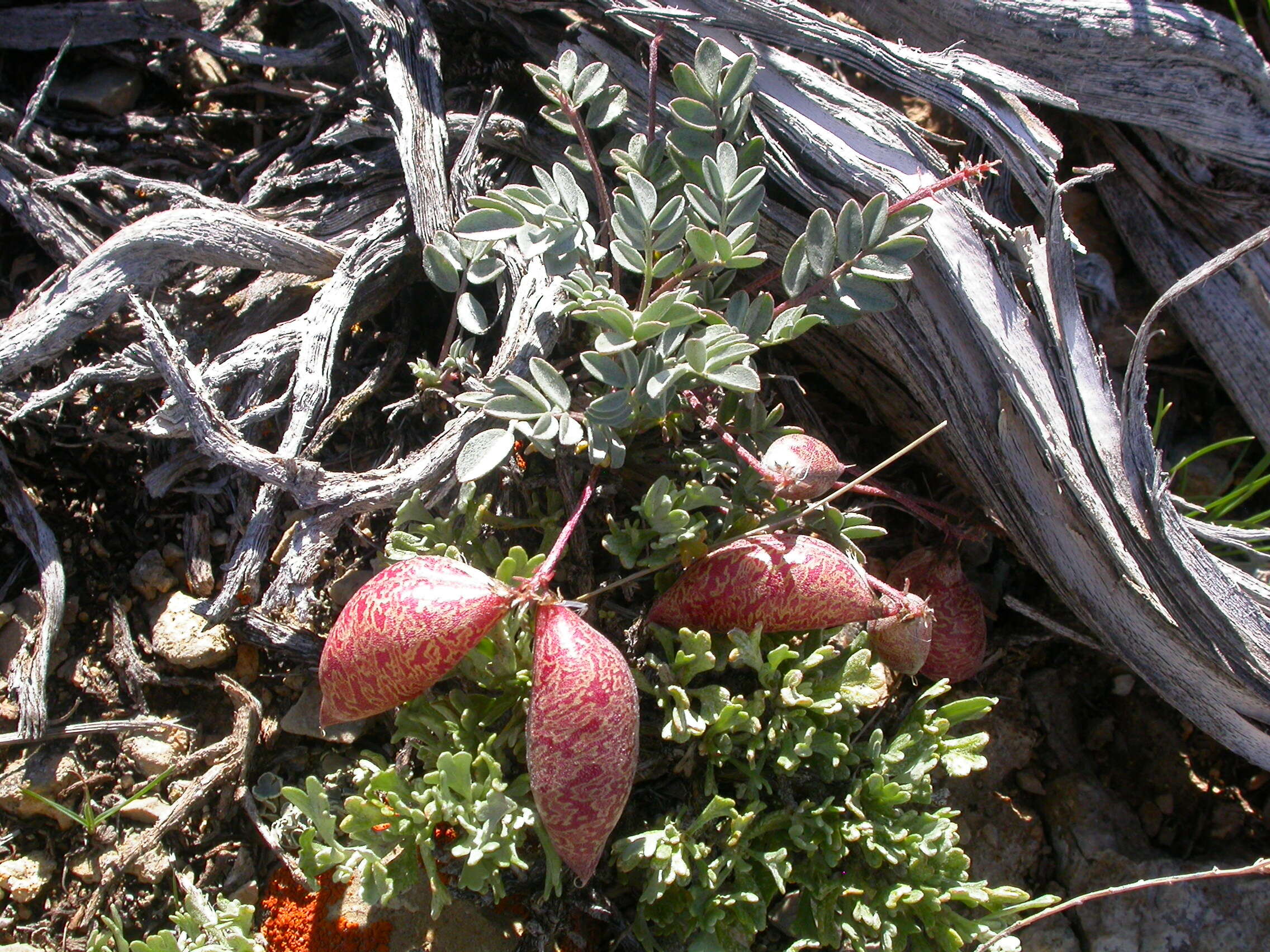 Sivun Astragalus platytropis A. Gray kuva