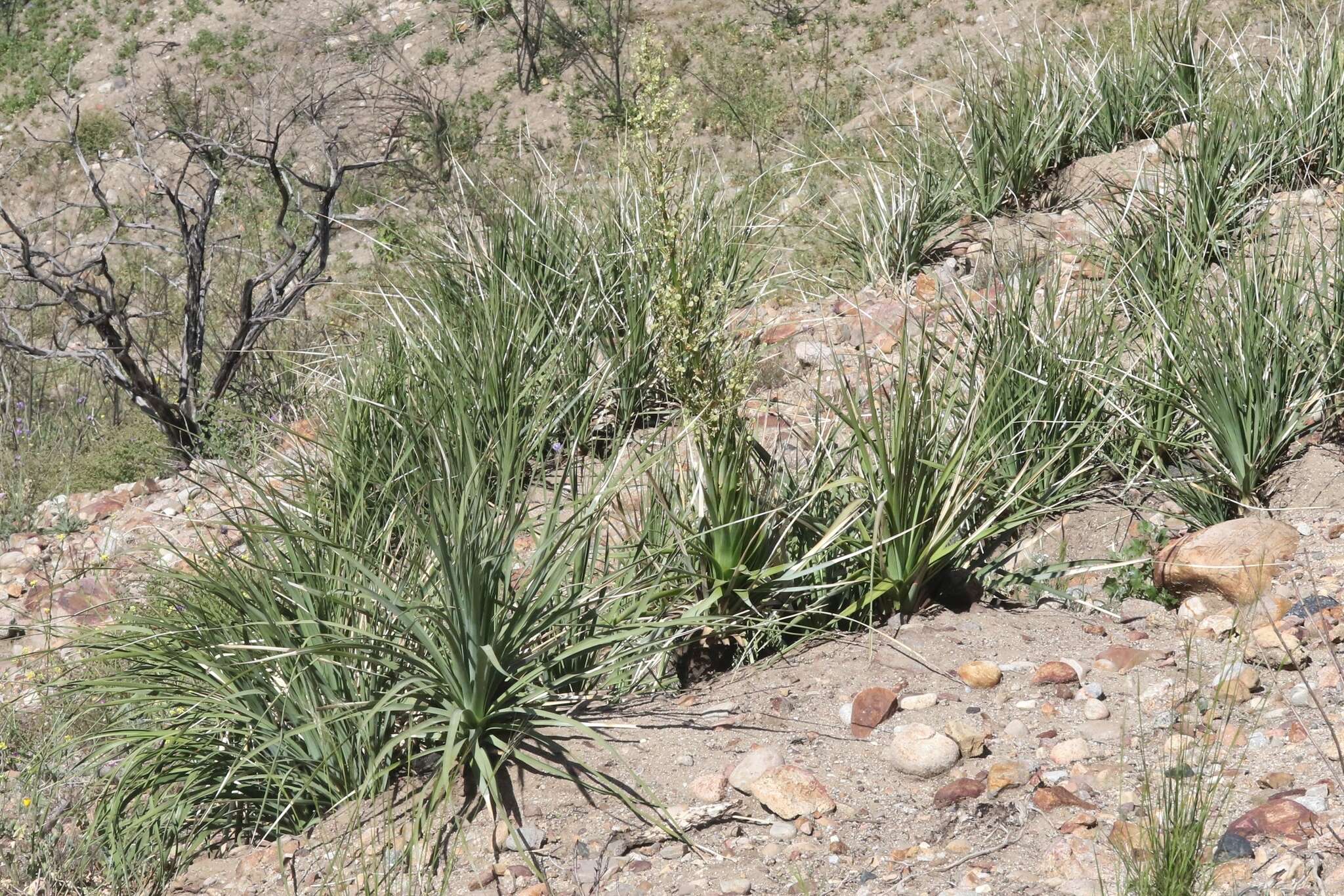 Image of Peninsular beargrass