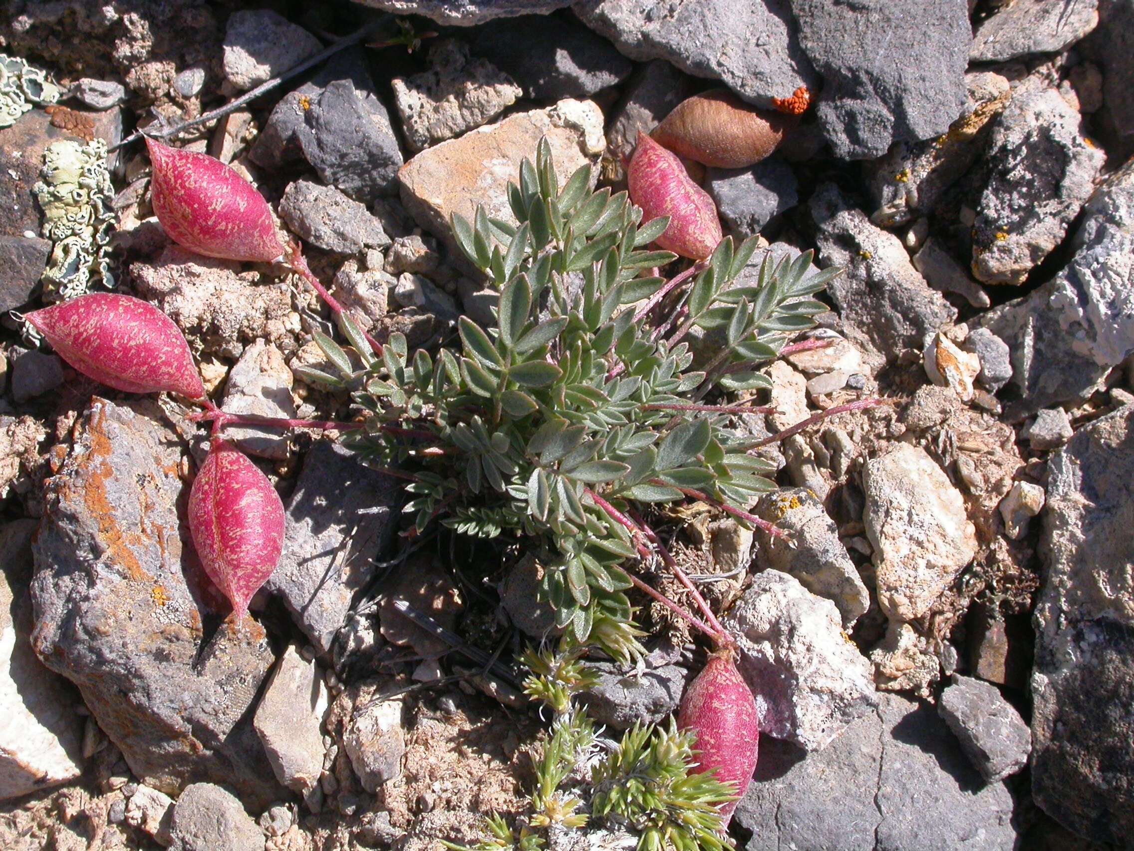 Sivun Astragalus platytropis A. Gray kuva