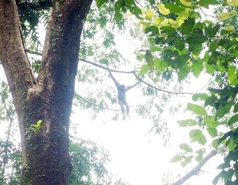 Image of silvery gibbon