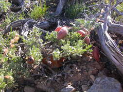 Imagem de Astragalus platytropis A. Gray