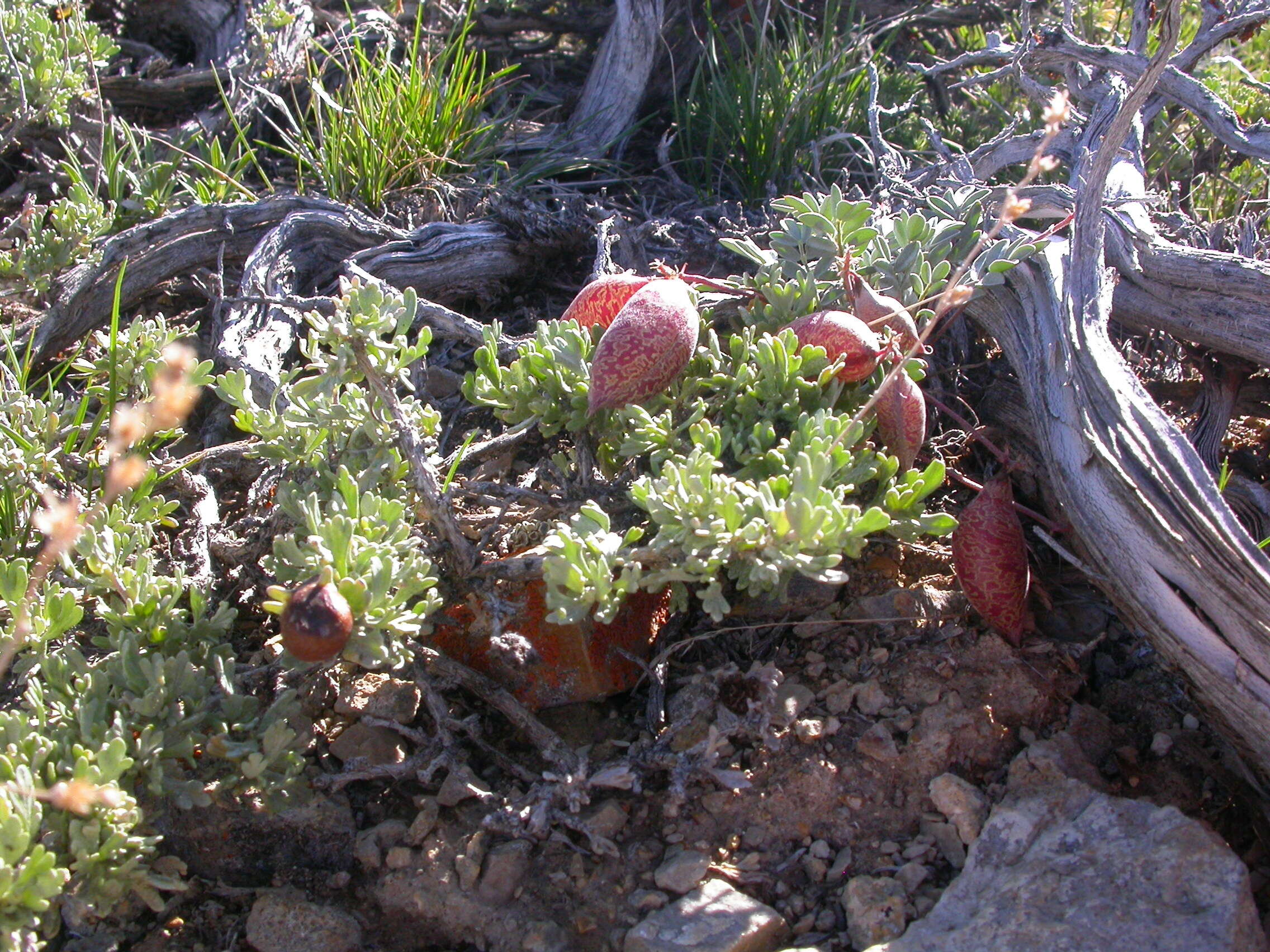 Imagem de Astragalus platytropis A. Gray