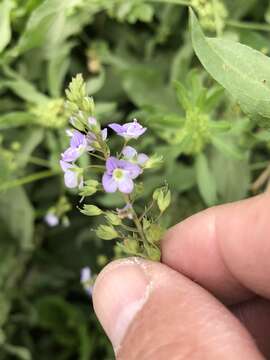 Image of Veronica anagallis-aquatica subsp. anagallis-aquatica