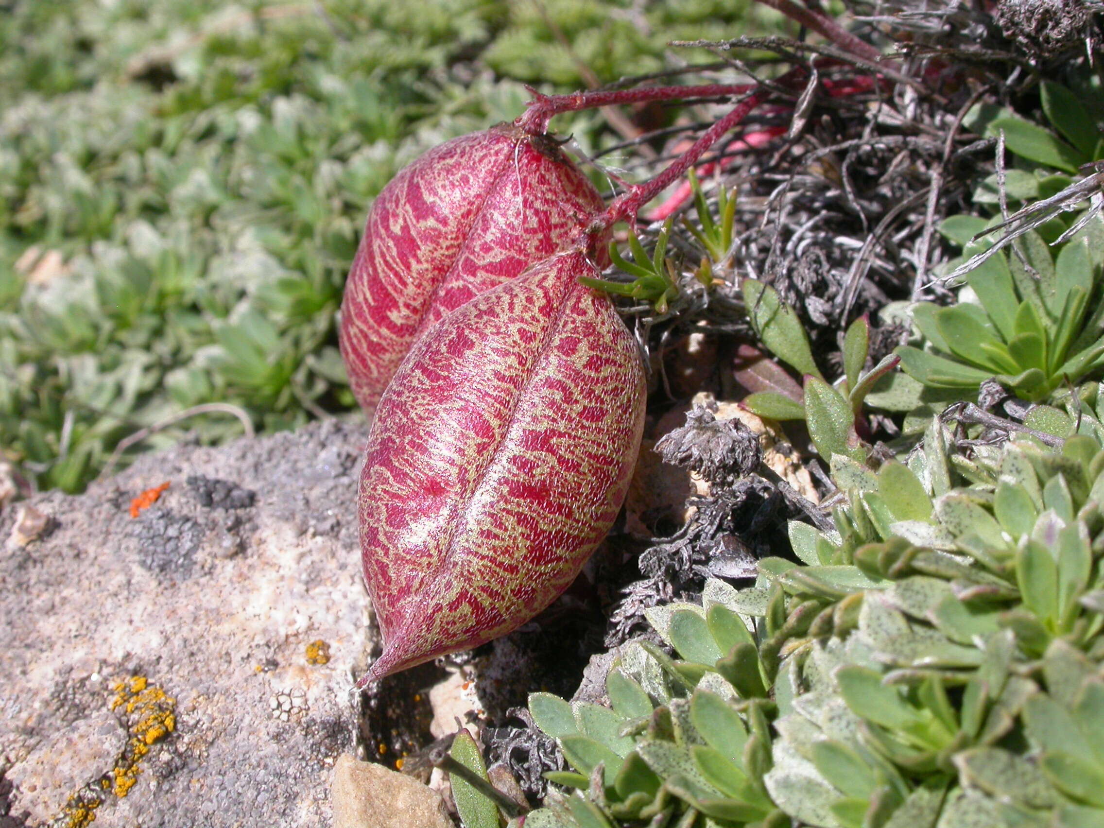 Sivun Astragalus platytropis A. Gray kuva