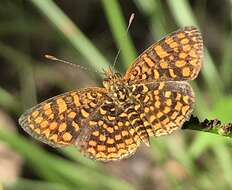 Image of Antillea pelops Drury 1773