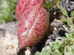 Sivun Astragalus platytropis A. Gray kuva