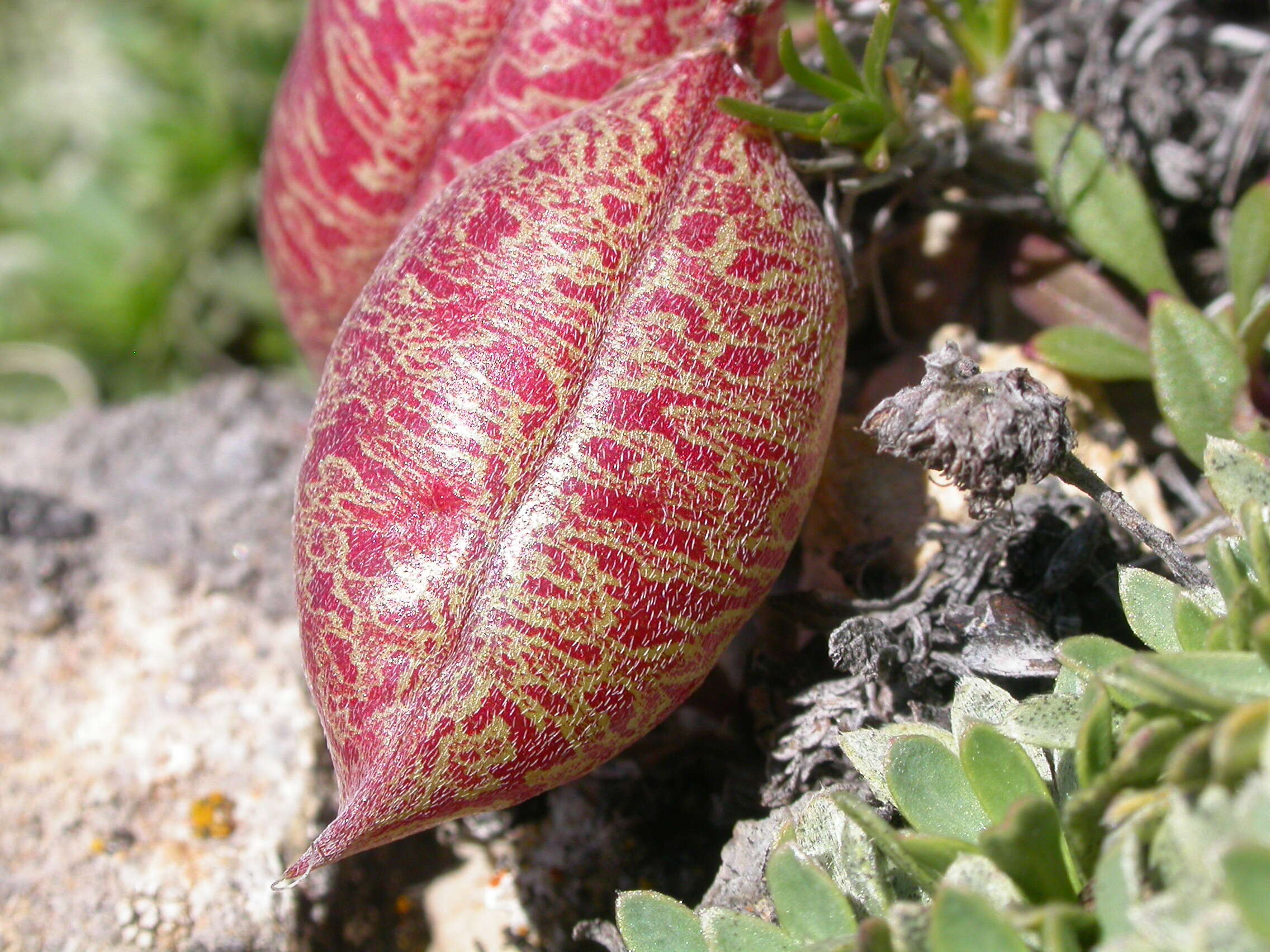 Sivun Astragalus platytropis A. Gray kuva