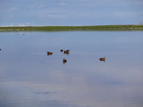 Image of Laysan Duck