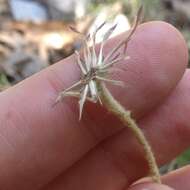 Image of Seeman's sunbonnets