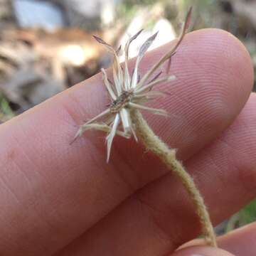 Leibnitzia lyrata (Sch. Bip.) G. L. Nesom的圖片