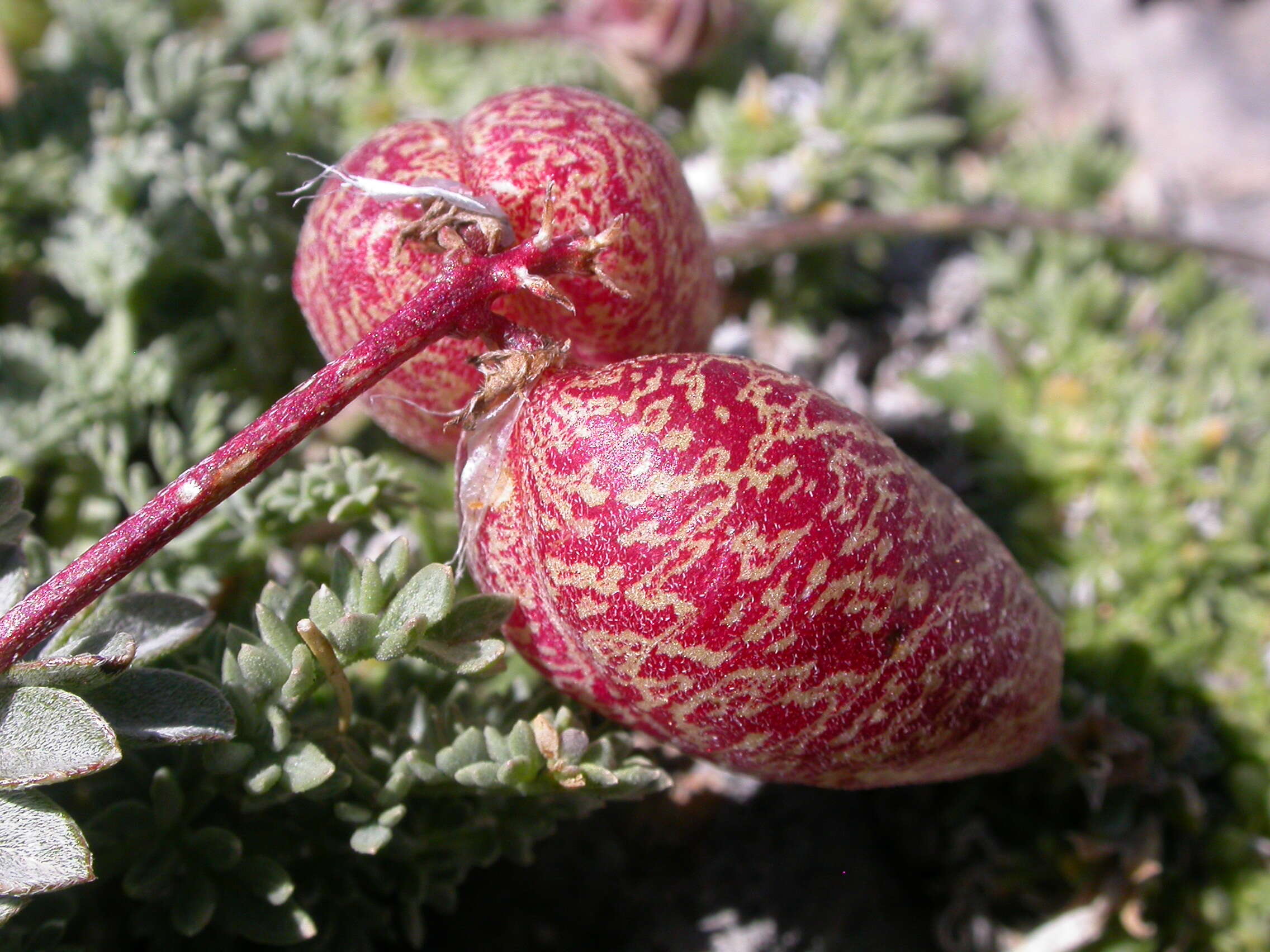 Imagem de Astragalus platytropis A. Gray