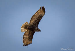 Image of Harlan's Hawk