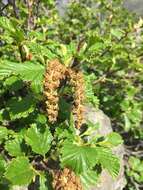 Imagem de Alnus alnobetula subsp. suaveolens (Req.) Lambinon & Kerguélen