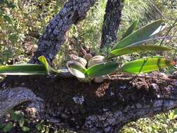 Image of Laelia eyermaniana Rchb. fil.