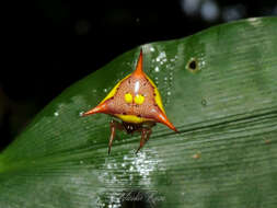 Sivun Phoroncidia biocellata (Simon 1893) kuva