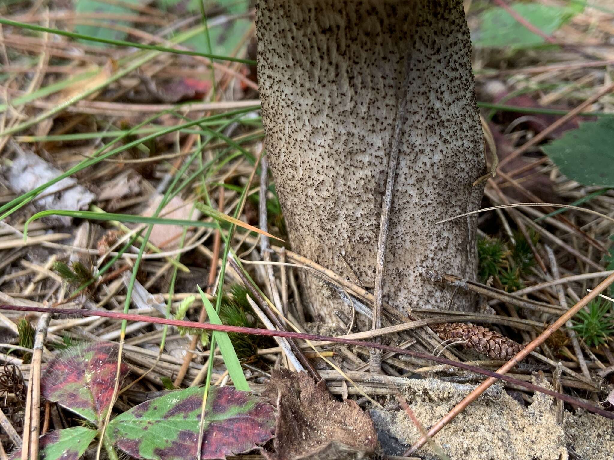 Image of Leccinum vulpinum Watling 1961