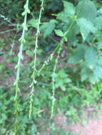 Image de Verbena urticifolia L.