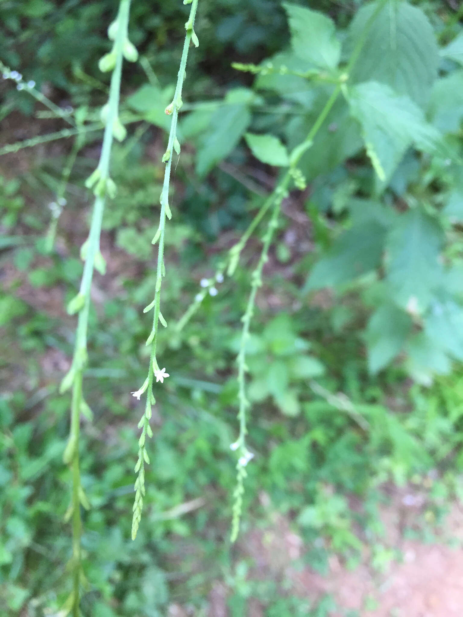 Image of white vervain