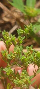 Image of hairy forked nailwort