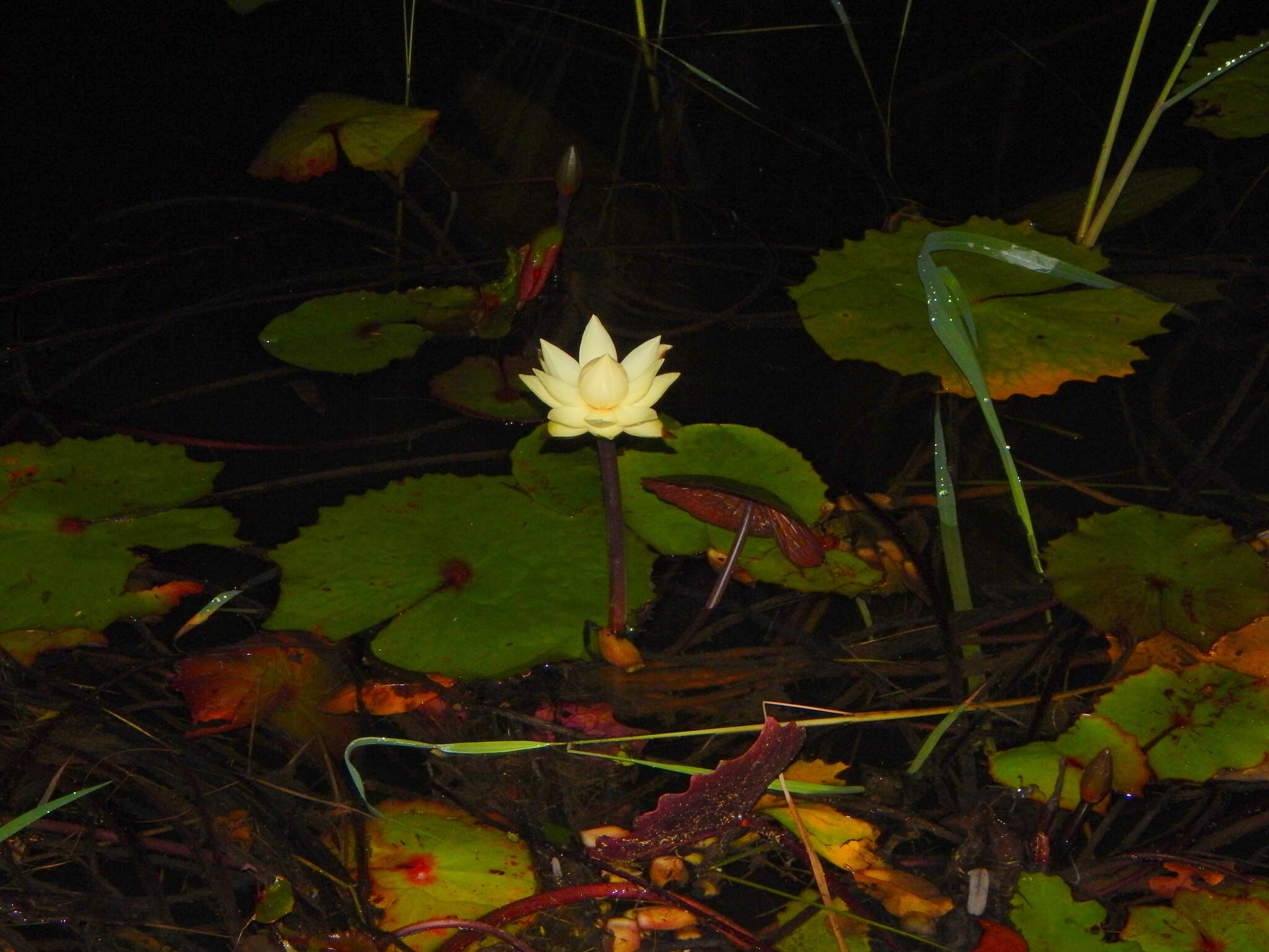 Imagem de Nymphaea rudgeana G. F. W. Mey.