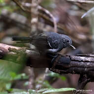 Image of Narrow-billed Antwren