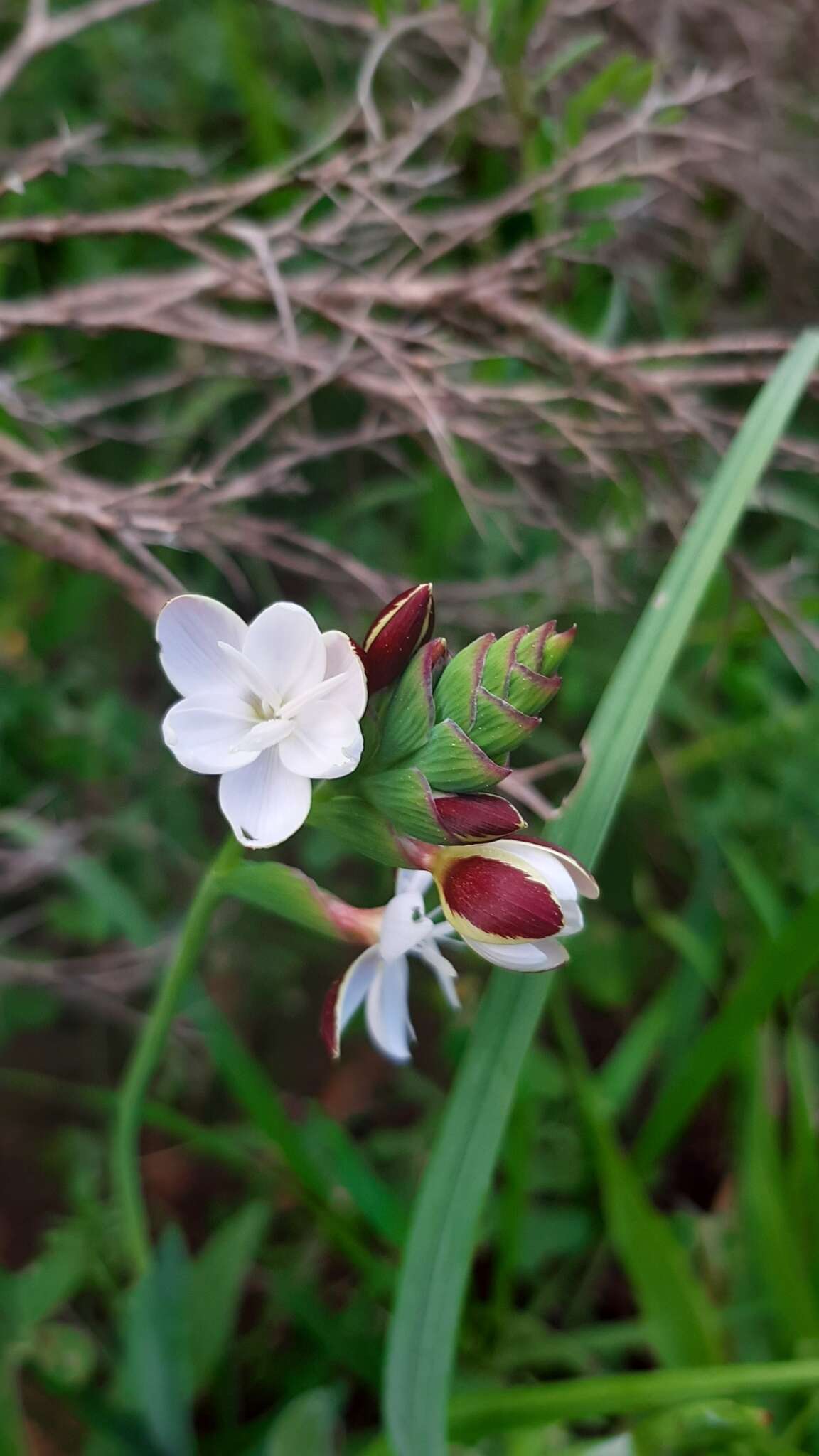 Image of Hesperantha falcata (L. fil.) Ker Gawl.