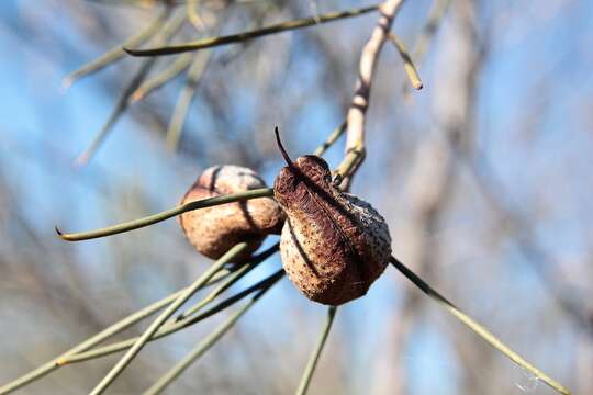 Image of Hakea tephrosperma R. Br.