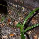 Image of Grass-leaved greenhood