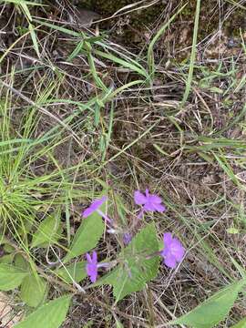 Imagem de Phlox floridana Benth.