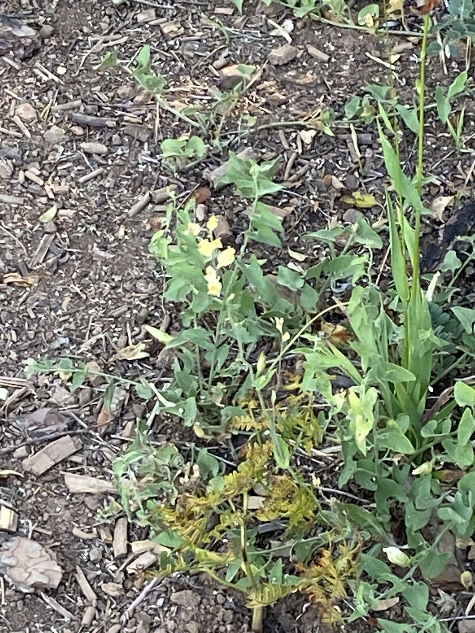 Image of Laguna Mountain jewelflower