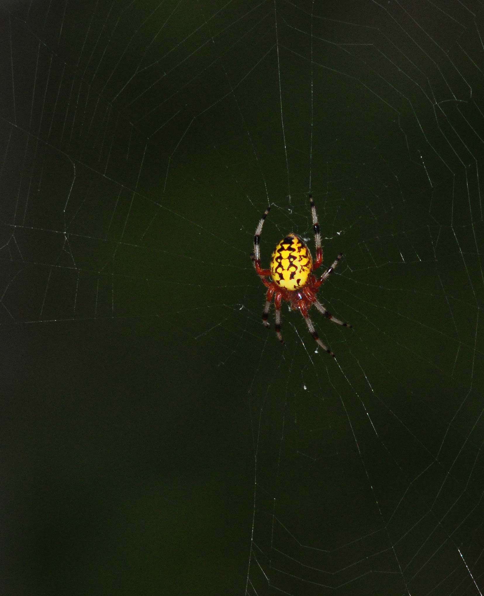 Image of Angulate & Roundshouldered Orbweaver