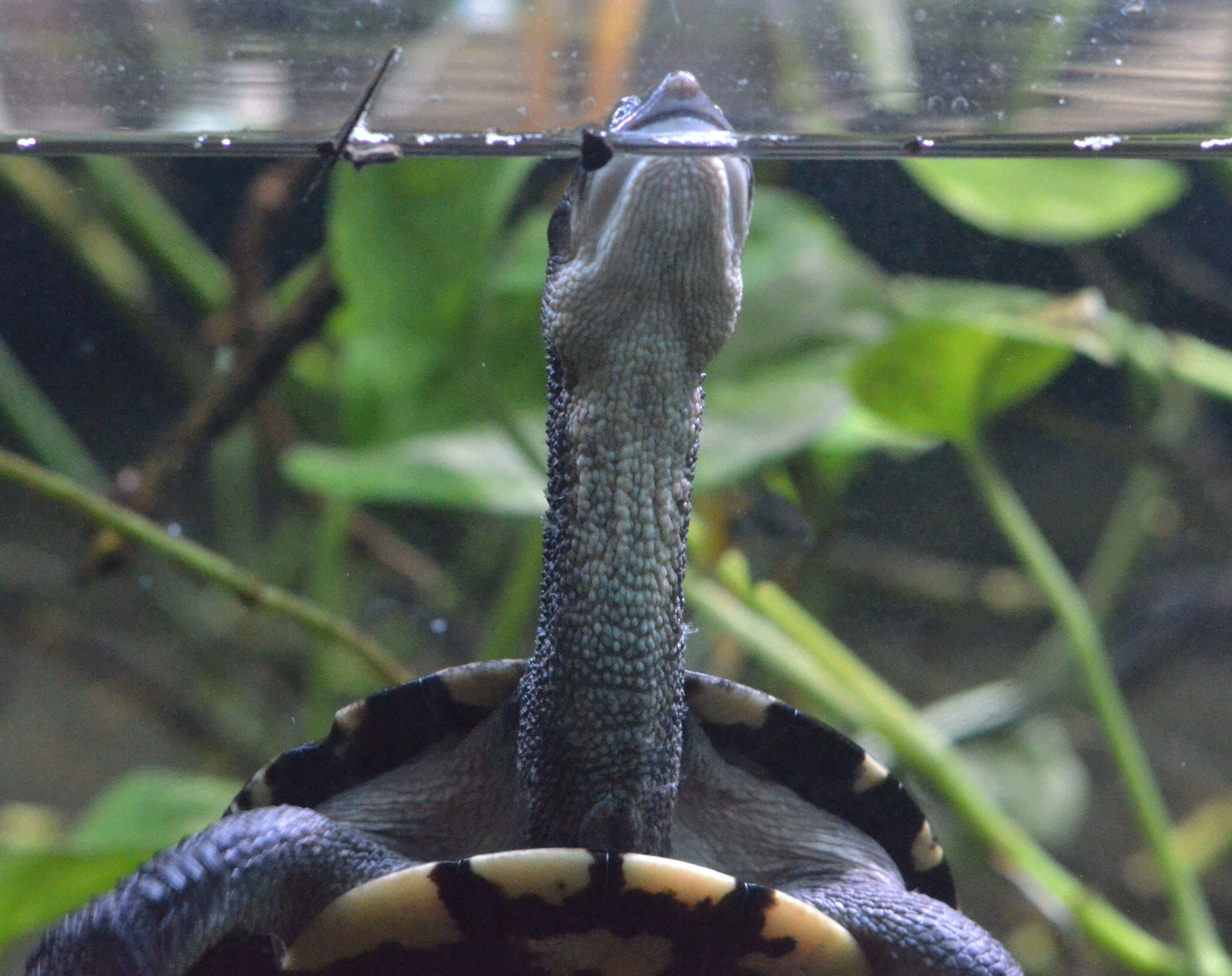 Image of Common Snake-necked Turtle