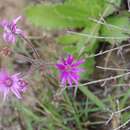 Senecio speciosus Willd. resmi