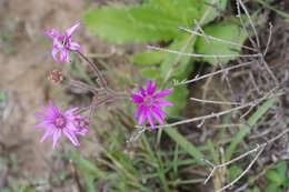 Senecio speciosus Willd. resmi