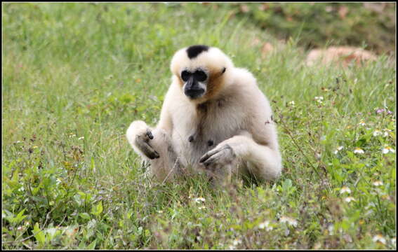 Image de Gibbon à favoris blancs du Nord