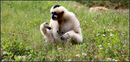 Image of Northern White-cheeked Gibbon