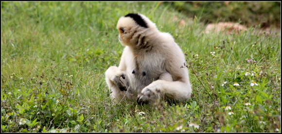 Image of Northern White-cheeked Gibbon