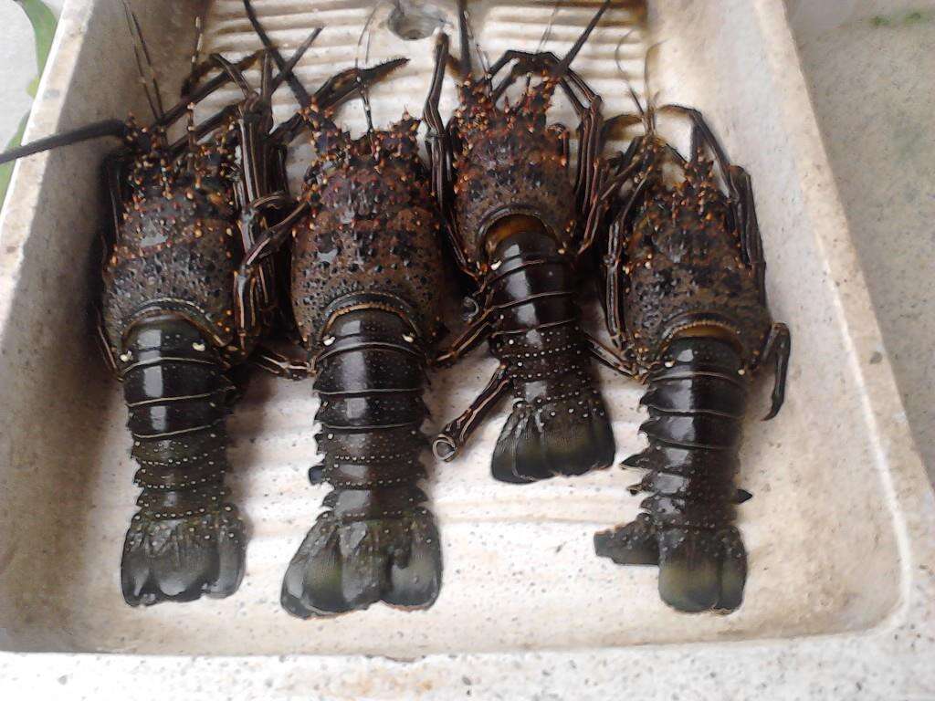 Image of Pinto lobster